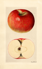 Apples, Mccord