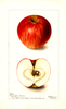 Apples, Paynes Late Keeper (1901)