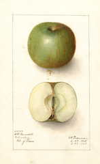 Apples (1908)