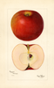 Apples, Peasgood Nonesuch