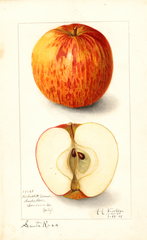 Apples, Santa Rosa (1908)