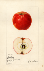 Apples, Seedling No. 66 (1928)