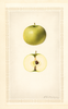 Apples, Soulard (1923)