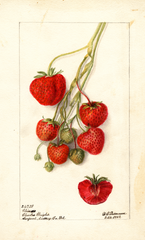 Strawberries, Climan (1902)
