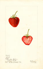 Strawberries, Clyde (1900)