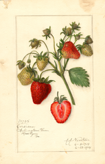 Strawberries, Corsican (1914)