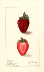 Strawberries, Heritage (1908)