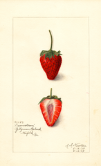 Strawberries, Jamestown (1909)