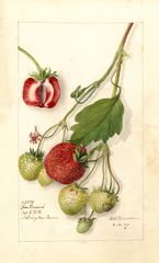 Strawberries, Jim Dumas (1909)