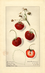 Strawberries, Kansas Queen (1916)