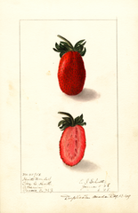 Strawberries, Kevitts Wonder (1908)
