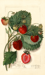 Strawberries, Longworth (1912)