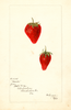 Strawberries, Maida (1897)