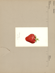 Strawberries, Massey