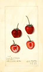 Strawberries, Minor Great Prolific (1913)