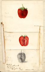 Strawberries, Murray (1892)