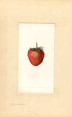 Strawberries, Northstar (1938)