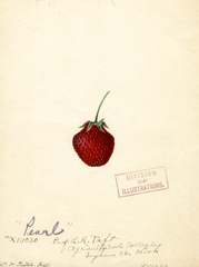 Strawberries, Pearl