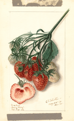 Strawberries, Pearl Of Michigan (1910)