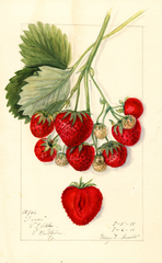 Strawberries, Texas (1911)