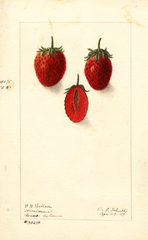 Strawberries, Three W (1907)