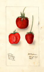 Strawberries, Three W (1908)
