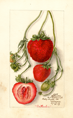Strawberries, Outlander (1907)