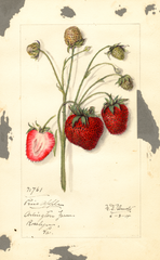 Strawberries, Pine Apple (1914)