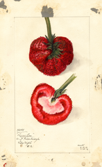 Strawberries, Princess Ena (1912)