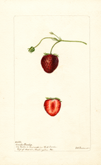Strawberries, Senator Dunlap (1901)