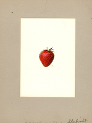 Strawberries, Starbright