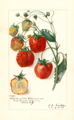 Strawberries, Stephens Late Champion (1909)