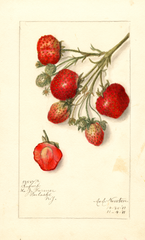 Strawberries, Superb (1911)