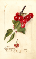 Cherries, Cerise De Montmorency (1910)