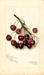 Cherries, Chapman (1908)