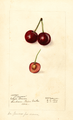 Cherries, Dikeman (1910)