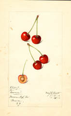 Cherries, Downer (1916)