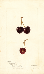 Cherries, Duraccia (1894)