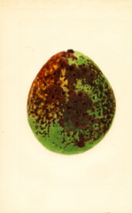 Avocados, Waldin (1937)
