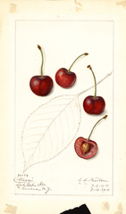 Cherries, Allen (1915)