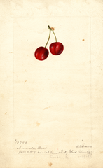 Cherries, Amarelle Bunt (1897)
