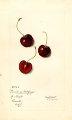 Cherries, Geante De Hedelfinger (1915)