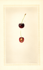 Cherries, Greenwood (1926)