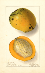 Mangoes, Amiri (1909)
