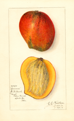 Mangoes, Amiri (1910)