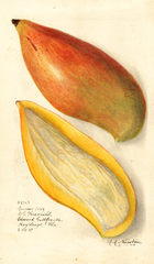 Mangoes, Amiri (1909)