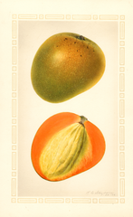 Mangoes, Baboony (1926)