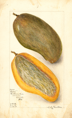 Mangoes, Cecil (1910)