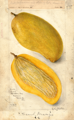 Mangoes, Cecil (1908)