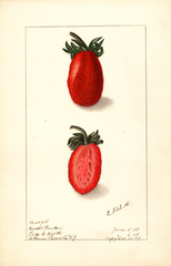 Strawberries, Kevitts Wonder (1908)